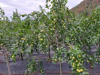 신점식님의 자유주제 · 자유게시판 작성글 사진