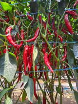 팜모닝 고추·영농일지 게시글 이미지