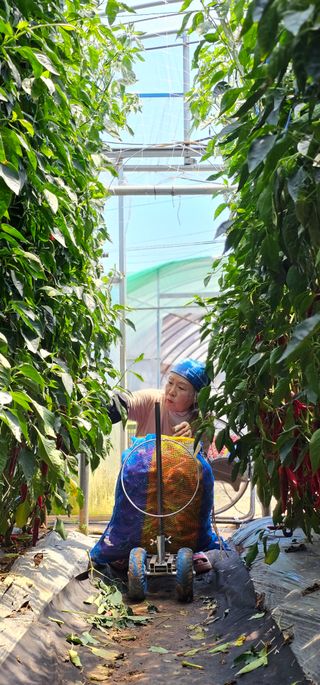 유병규님의 고추 · 영농일지 작성글 사진