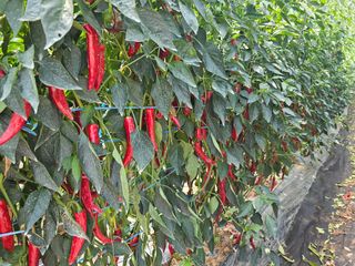 유병규님의 고추 · 영농일지 작성글 사진