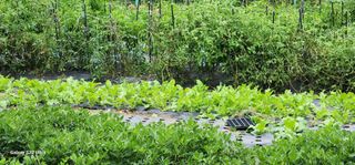 28 268 HQ님의 고추 · 영농일지 작성글 사진