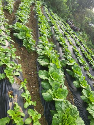 남병목님의 배추 · 영농일지 작성글 사진