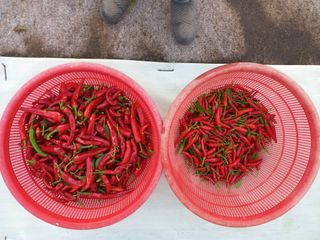 손종철님의 고추 · 영농일지 작성글 사진