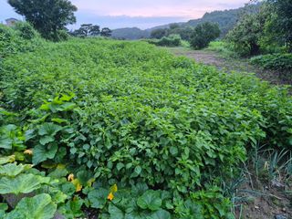 형봉우님의 들깨 · 영농일지 작성글 사진