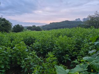 형봉우님의 들깨 · 영농일지 작성글 사진