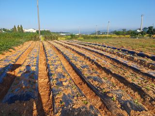 엄기덕님의 배추 · 영농일지 작성글 사진