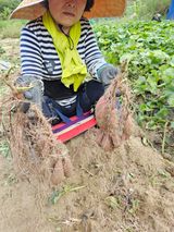 팜모닝 고구마·영농일지 게시글 이미지