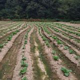 팜모닝 배추·영농일지 게시글 이미지