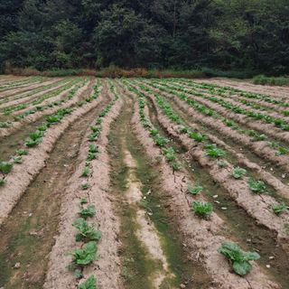 임지묵님의 배추 · 영농일지 작성글 사진