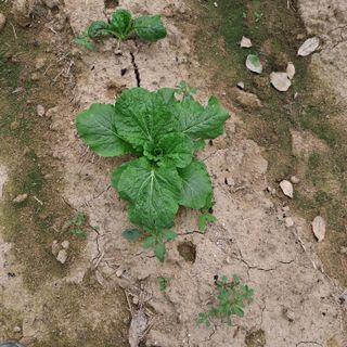 임지묵님의 배추 · 영농일지 작성글 사진