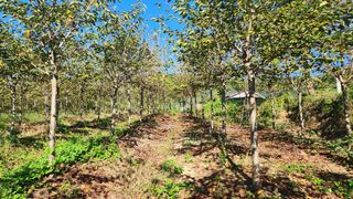 정진우님의 기타작물 · 영농일지 작성글 사진