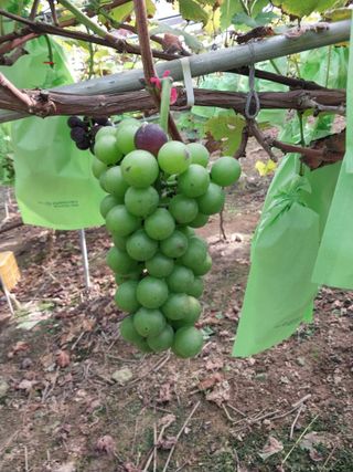 영수농원님의 포도 · 영농일지 작성글 사진