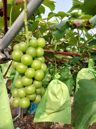 영수농원님의 포도 · 영농일지 작성글 사진