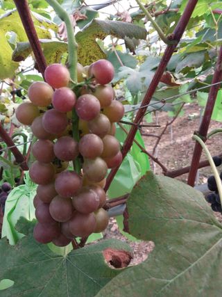 영수농원님의 포도 · 영농일지 작성글 사진