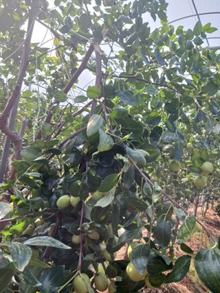 정원대추농원님의 기타작물 · 영농일지 작성글 사진