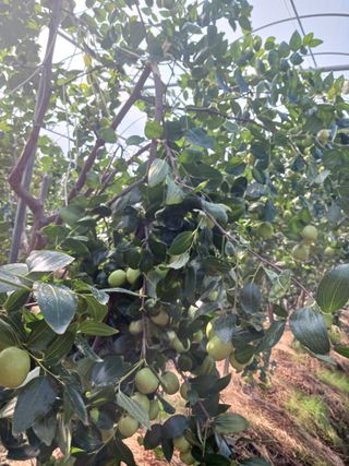 정원대추농원님의 기타작물 · 영농일지 작성글 사진