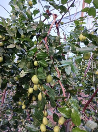 정원대추농원님의 기타작물 · 영농일지 작성글 사진