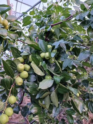 정원대추농원님의 기타작물 · 영농일지 작성글 사진