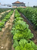 팜모닝 배추·영농일지 게시글 이미지