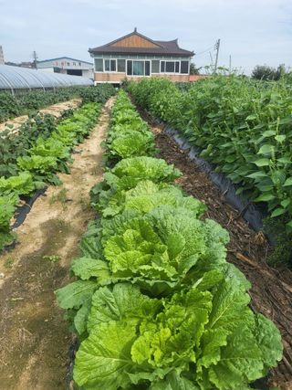 갑부님의 배추 · 영농일지 작성글 사진