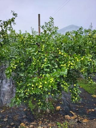 수림농장 csw님의 기타작물 · 영농일지 작성글 사진