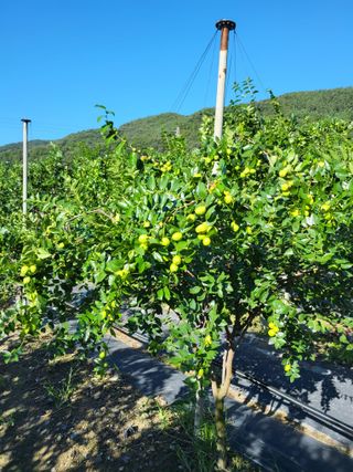 수림농장 csw님의 기타작물 · 영농일지 작성글 사진