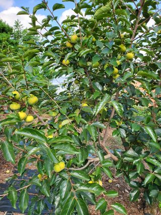 정금천님의 감 · 영농일지 작성글 사진