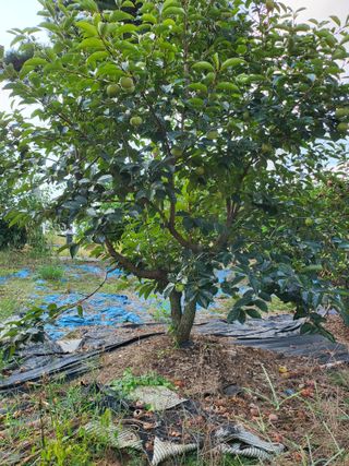 정금천님의 감 · 영농일지 작성글 사진