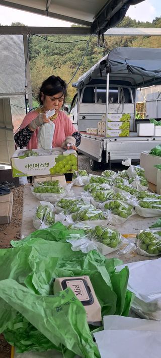 윤세열님의 포도 · 영농일지 작성글 사진