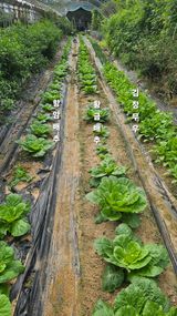 팜모닝 배추·영농일지 게시글 이미지