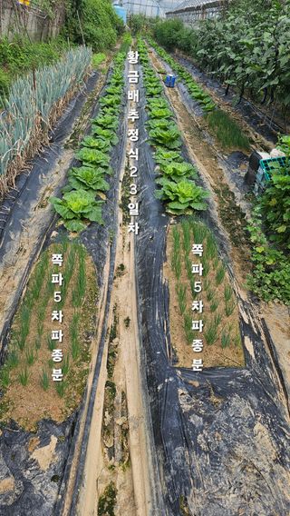 최석주님의 배추 · 영농일지 작성글 사진