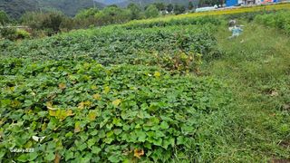 안병조님의 들깨 · 영농일지 작성글 사진