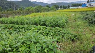 안병조님의 들깨 · 영농일지 작성글 사진