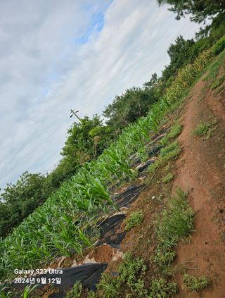 김영복 19146님의 옥수수 · 영농일지 작성글 사진