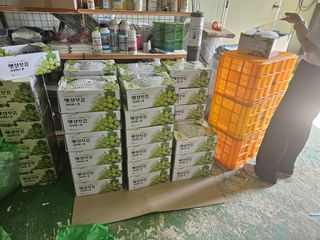 파수꾼(김성호)님의 포도 · 영농일지 작성글 사진