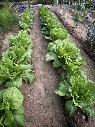 원영님의 자유주제 · 자유게시판 작성글 사진