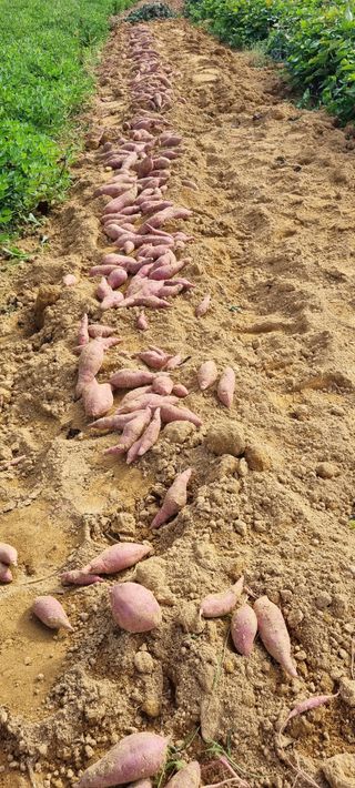 강화초보농부님의 고구마 · 영농일지 작성글 사진