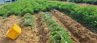 강화초보농부님의 고구마 · 영농일지 작성글 사진