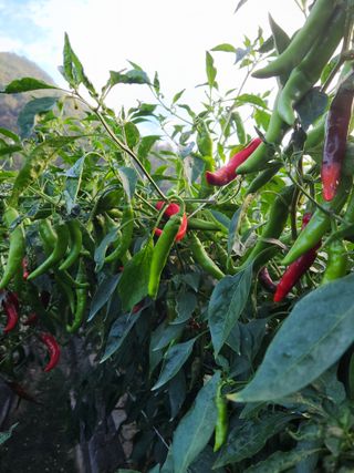 농군님의 고추 · 영농일지 작성글 사진