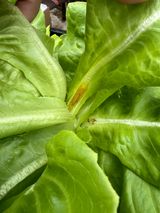 팜모닝 상추·병해충상담 게시글 이미지