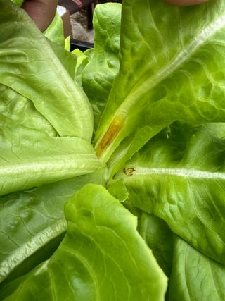 지용진님의 상추 · 병해충상담 작성글 사진