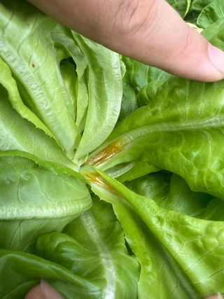 지용진님의 상추 · 병해충상담 작성글 사진