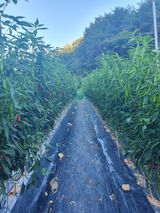 팜모닝 고추·영농일지 게시글 이미지