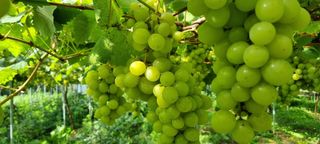 전상조님의 포도 · 영농일지 작성글 사진