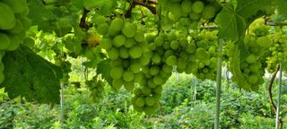 전상조님의 포도 · 영농일지 작성글 사진