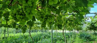 전상조님의 포도 · 영농일지 작성글 사진