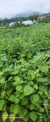 팜모닝 · 게시글 이미지