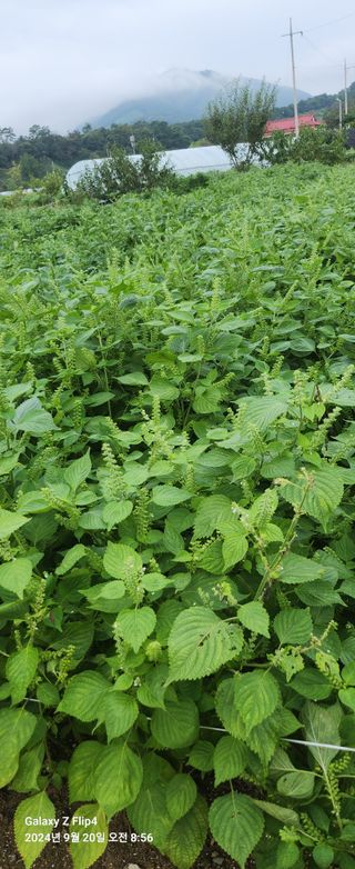 배학수님의 작성글 사진