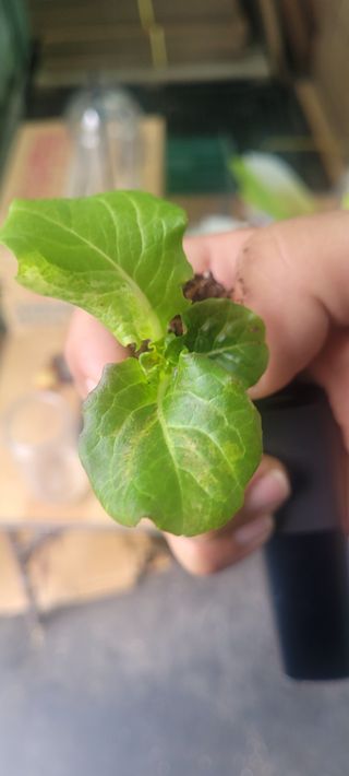 경주 영이님의 상추 · 병해충상담 작성글 사진