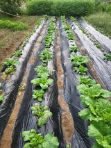 팜모닝 배추·영농일지 게시글 이미지